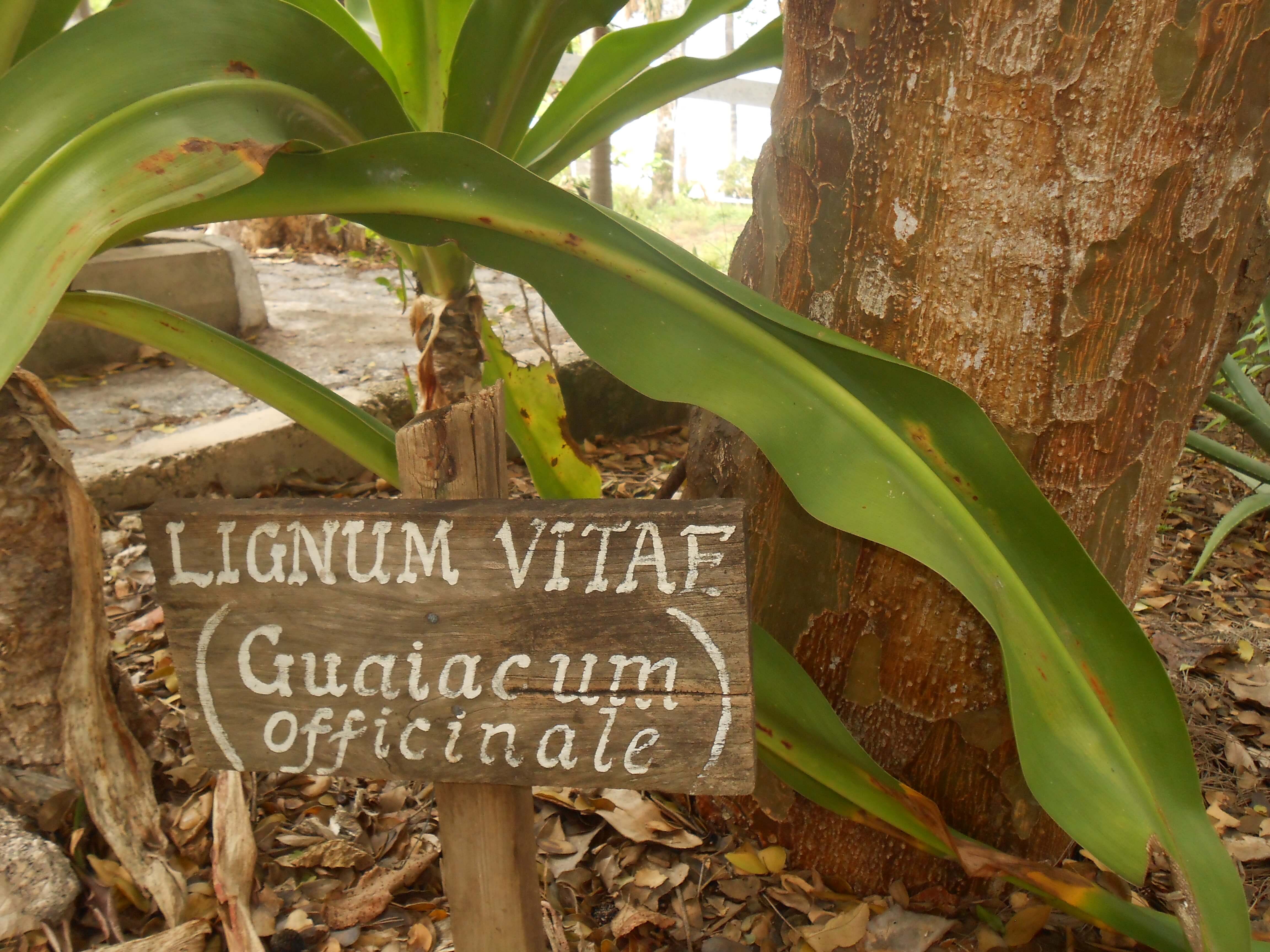 The Lignum Vitae  (Guiacum Officinale) 